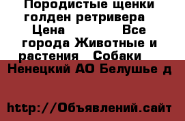 Породистые щенки голден ретривера › Цена ­ 25 000 - Все города Животные и растения » Собаки   . Ненецкий АО,Белушье д.